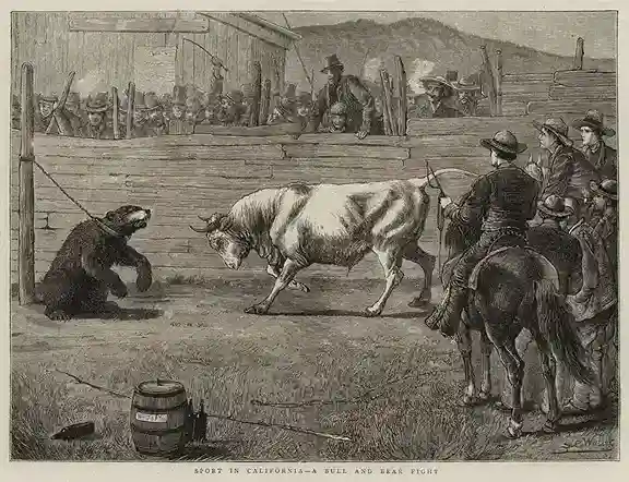 19th century bull and bear fights